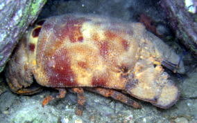 Spanish Lobster