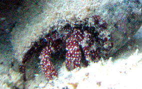White Speckled Hermit Crab - Paguristes punticeps