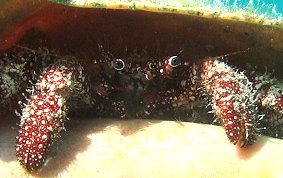 White Speckled Hermit Crab - Paguristes punticeps