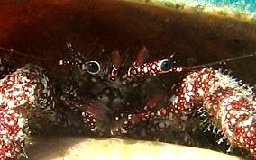 White Speckled Hermit Crab - Paguristes punticeps