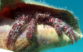 White Speckled Hermit Crab - Paguristes punticeps