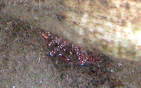 White Speckled Hermit Crab - Paguristes punticeps