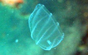 Flattened Helmet Jelly - Beroe ovata