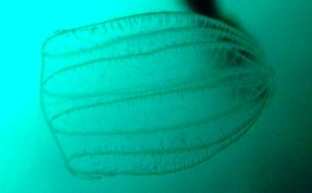Flattened Helmet Jelly - Beroe ovata
