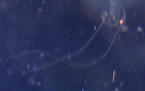 Sea Gooseberry - Euplakamis sp.