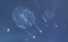 Sea Gooseberry - Euplakamis sp.