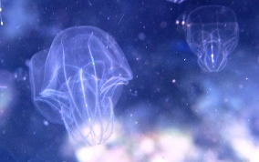 Sea Walnut - Mnemiopsis mccradyi