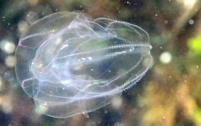 Sea Walnut - Mnemiopsis mccradyi