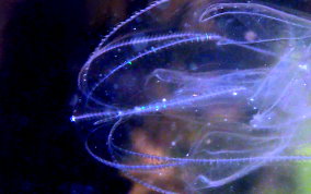 Sea Walnut - Mnemiopsis mccradyi