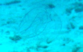 Winged Comb Jelly - Ocyropsis crystallina