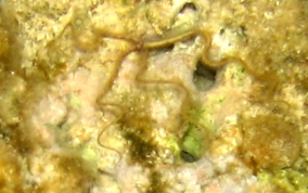 Crevice Brittle Star -  Ophiopsila riisei