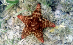 Cushion Sea Star - Oreaster reticulatus