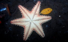 Cushion Sea Star - Oreaster reticulatus