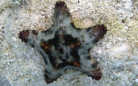 Cushion Sea Star - Oreaster reticulatus