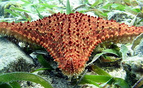 Cushion Sea Star - Oreaster reticulatus