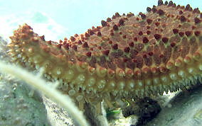 Cushion Sea Star - Oreaster reticulatus