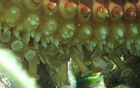 Cushion Sea Star - Oreaster reticulatus