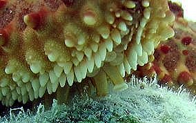 Cushion Sea Star - Oreaster reticulatus