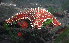 Cushion Sea Star - Oreaster reticulatus