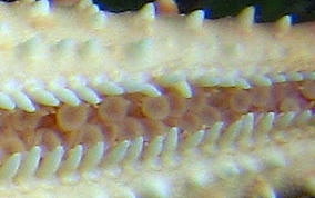 Cushion Sea Star - Oreaster reticulatus