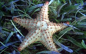 Cushion Sea Star - Oreaster reticulatus