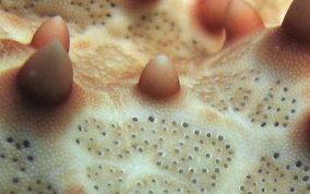 Cushion Sea Star - Oreaster reticulatus