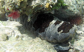 Donkey Dung Sea Cucumber - Holothuria mexicana