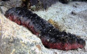 Donkey Dung Sea Cucumber - Holothuria mexicana