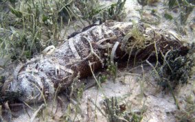 Donkey Dung Sea Cucumber - Holothuria mexicana