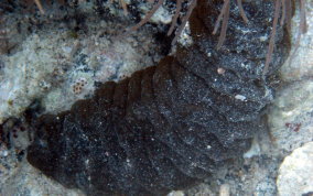 Donkey Dung Sea Cucumber - Holothuria mexicana