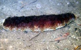 Donkey Dung Sea Cucumber - Holothuria mexicana