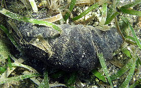 Donkey Dung Sea Cucumber - Holothuria mexicana