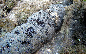 Donkey Dung Sea Cucumber - Holothuria mexicana