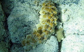 Florida Sea Cucumber - Holothuria floridana