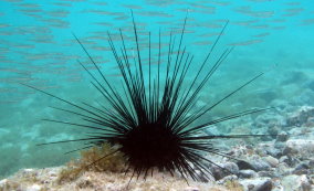 Long Spined Sea Urchin - Diadema antillarum