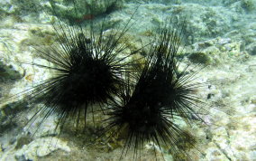 Long Spined Sea Urchin - Diadema antillarum