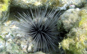 Long Spined Sea Urchin - Diadema antillarum