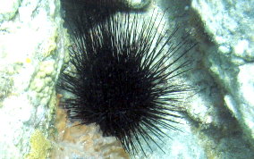 Long Spined Sea Urchin - Diadema antillarum