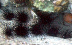 Long Spined Sea Urchin - Diadema antillarum