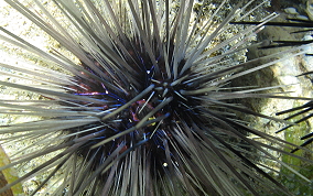 Long Spined Sea Urchin - Diadema antillarum