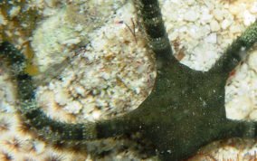 Banded Arm Brittle Star - Ophioderma sp.