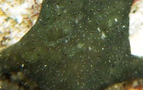 Banded Arm Brittle Star - Ophioderma sp.
