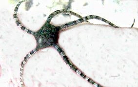Banded Arm Brittle Star - Ophioderma sp.