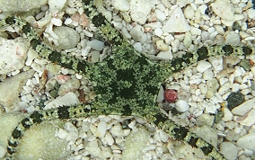 Banded Arm Brittle Star - Ophioderma sp.