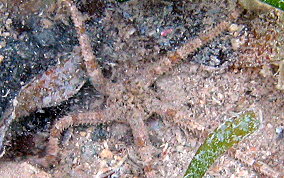 Banded Arm Brittle Star - Ophioderma brevispinum