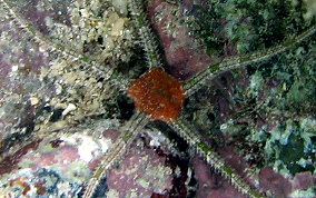 Banded Arm Brittle Star - Ophioderma sp.