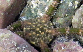 Banded Arm Brittle Star - Ophioderma sp.