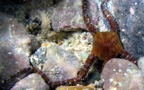 Brittle Star - Ophioderma sp.