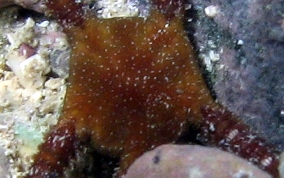 Brittle Star - Ophioderma sp.