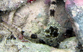 Banded Arm Brittle Star - Ophioderma sp.